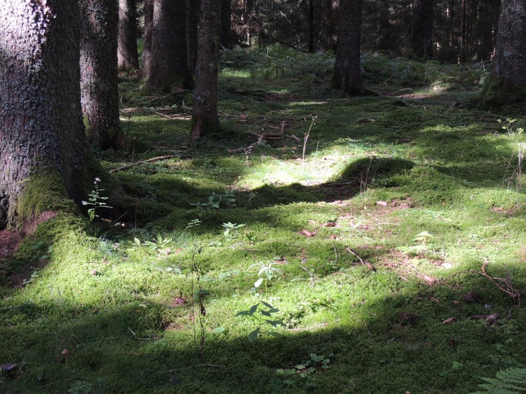 Pension Altvogtshof Eisenbach  Luaran gambar
