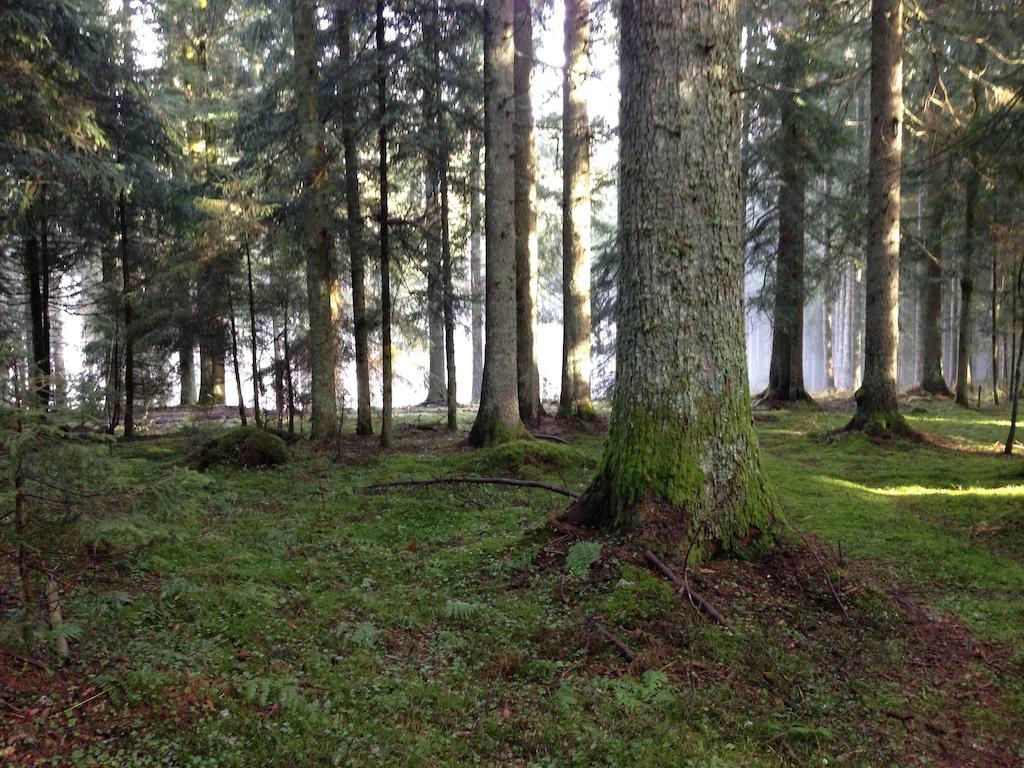 Pension Altvogtshof Eisenbach  Luaran gambar
